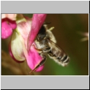 Megachile ericetorum - Heide-Blattschneiderbiene m11b 11mm.jpg